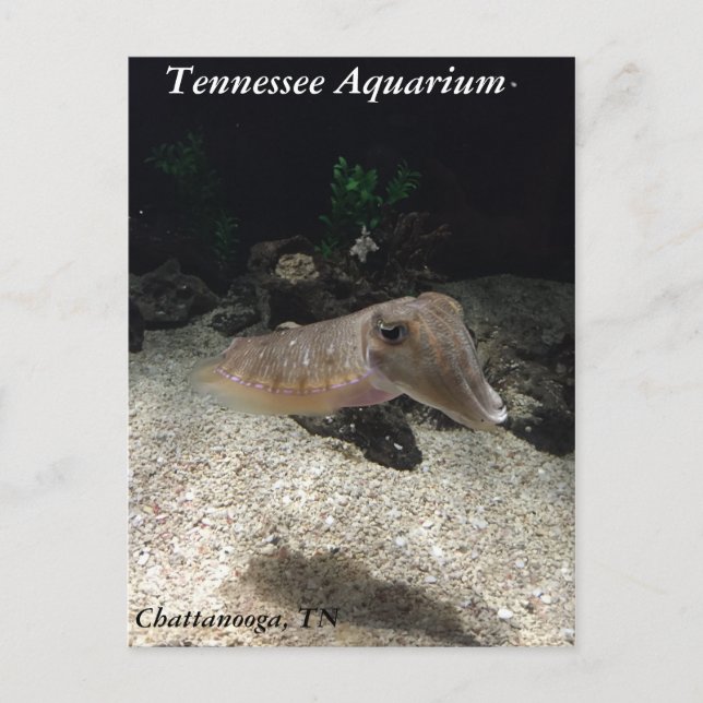 Carte postale du Tennessee Aquarium Cuttlefish (Devant)
