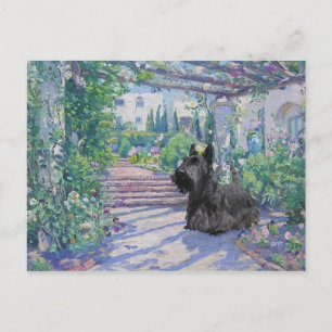 Carte postale du Terrier Écossais