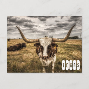 Carte postale du Texas Longhorn