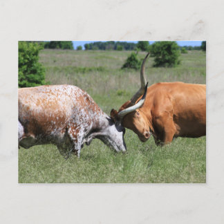 Carte postale du Texas Longhorn Cow Fight