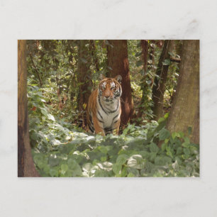 Carte postale du tigre du Bengale (7x5)