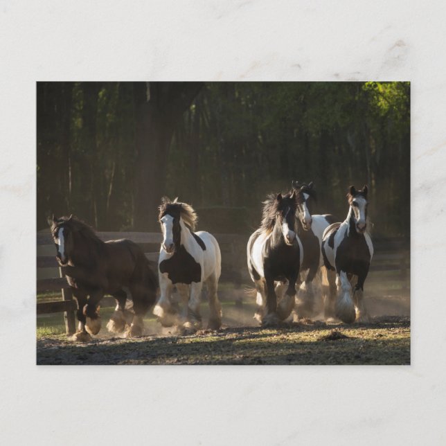 Carte postale du troupeau Gypsy Vanner (Devant)