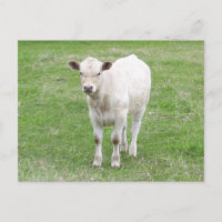 Carte postale du veau blanc