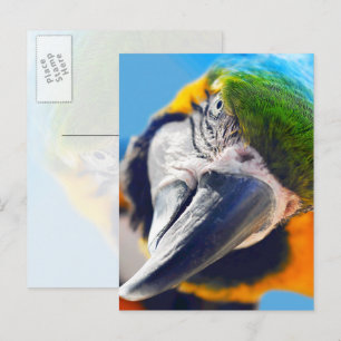 Carte postale du visage de l'ara coloré