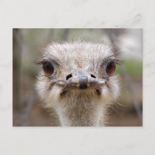 Carte postale du visage d'Ostrich