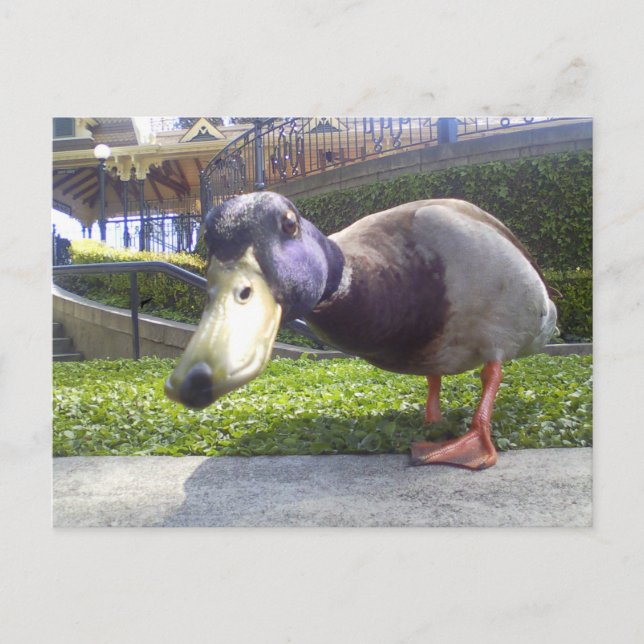 Carte Postale "Duck Encounter" (Devant)