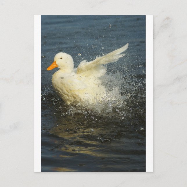 Carte Postale Duck Splash (Devant)