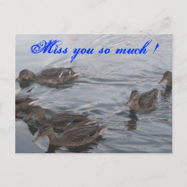 CARTE POSTALE DUCKS (Devant)