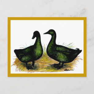 Carte Postale Ducks : Cayuga Pair