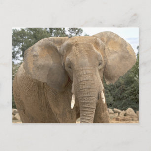 Carte postale Dumbo