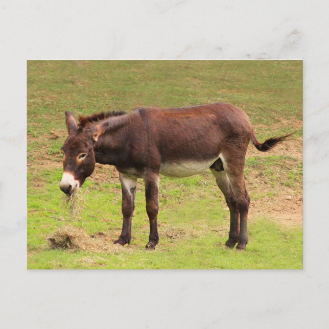 Carte postale d'un âne mignon déjeunant (Devant)