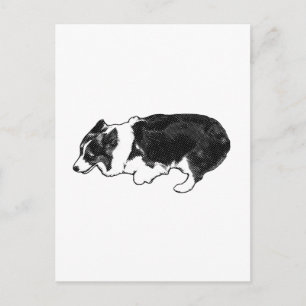 Carte Postale D'un berger à l'autre
