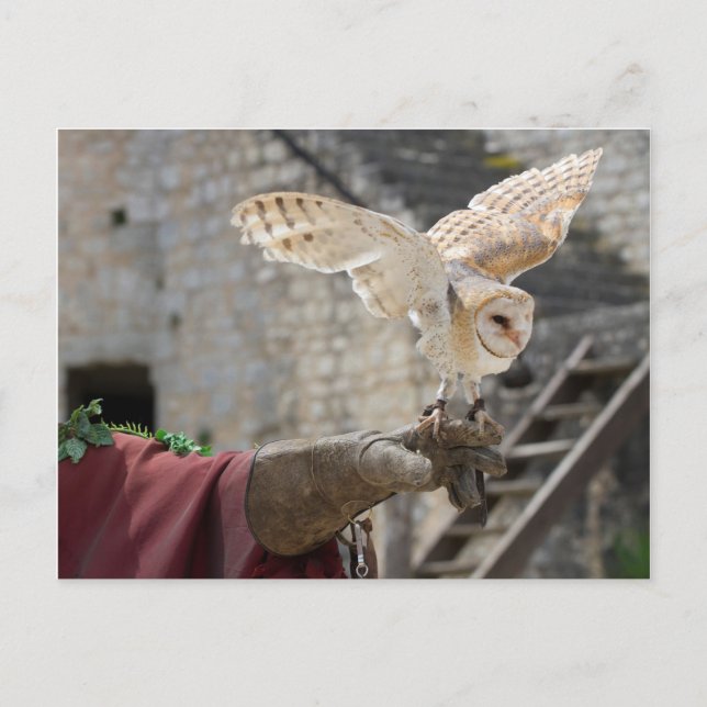 Carte postale d'un hibou (Devant)