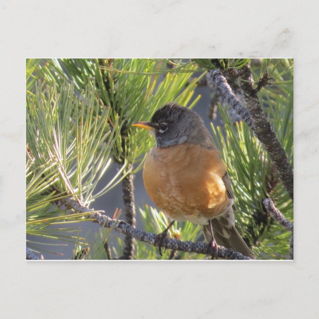 Carte postale d'un Robin Red Breast (Devant)