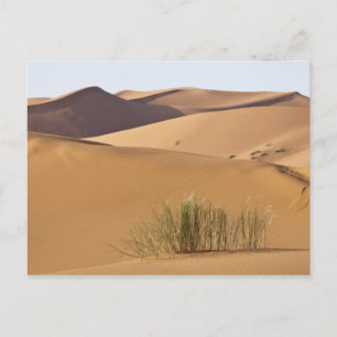 Carte Postale Dunes de sable, désert du Sahara, Maroc