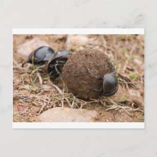 Carte Postale Dung Beetle