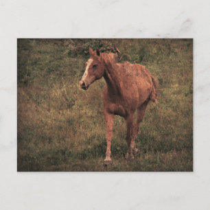 Carte Postale Dunnit