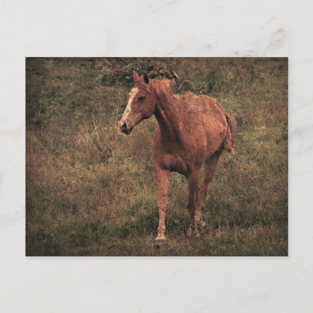 Carte Postale Dunnit (Devant)