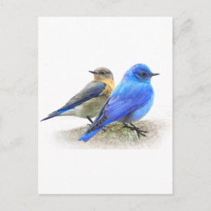 Carte Postale duo d'oiseaux bleus, mâles et femelles; bleuets de
