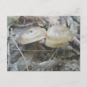 Carte postale Duo Mushrooms Brown