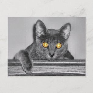 Carte postale Dusky Gold