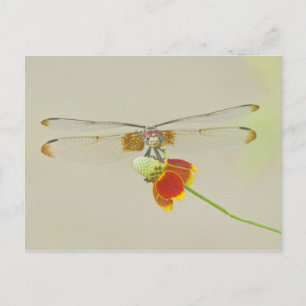 Carte Postale Dythemis à damier (Dythemis fugax) sur Mexicain