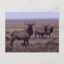 Carte Postale E19 Tines à double goutte d'Elk Bull