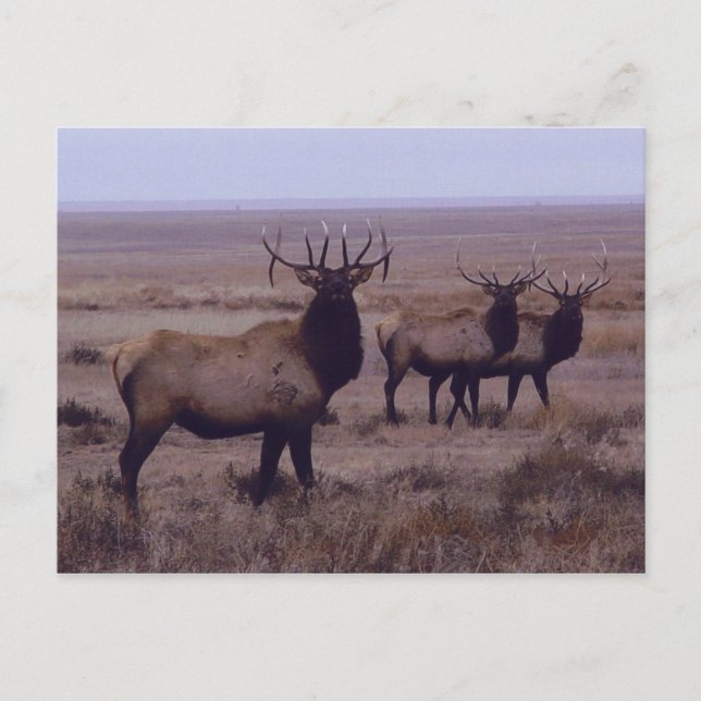 Carte Postale E19 Tines à double goutte d'Elk Bull (Devant)