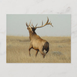 Carte Postale E23 Grass d'élans taureaux dans les cornes