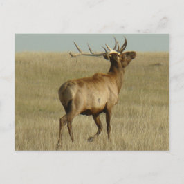 Carte Postale E35 Grass d'élans taureaux dans les cornes