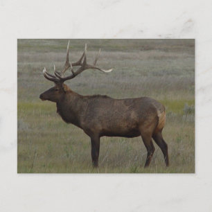 Carte Postale E52 Bull Elk Big Bull