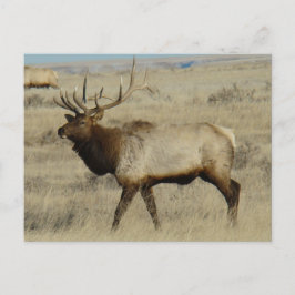 Carte Postale E55 Bull Elk Big Bull