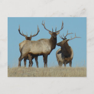 Carte Postale E60 Bull Elk Sky Lined