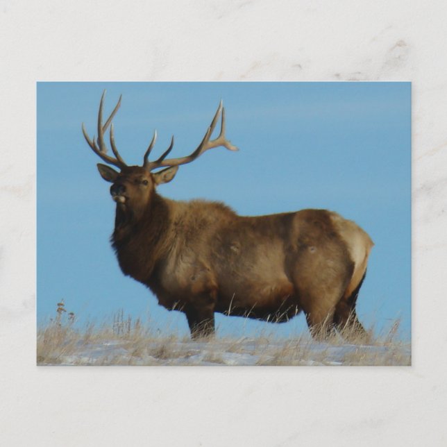 Carte Postale E62 Wapiti Mâle Silhouette (Devant)