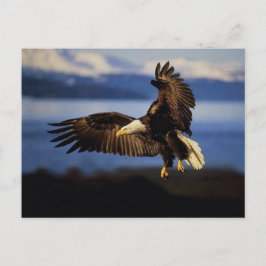 Carte postale Eagle 38