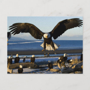 Carte postale Eagle 445