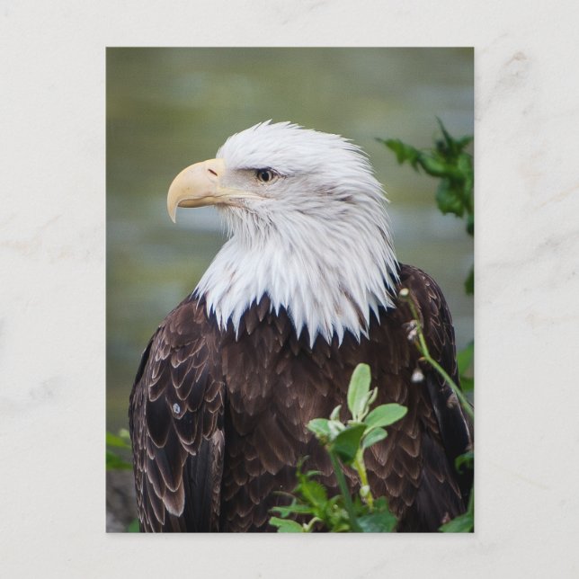 Carte Postale Eagle chauve (Devant)