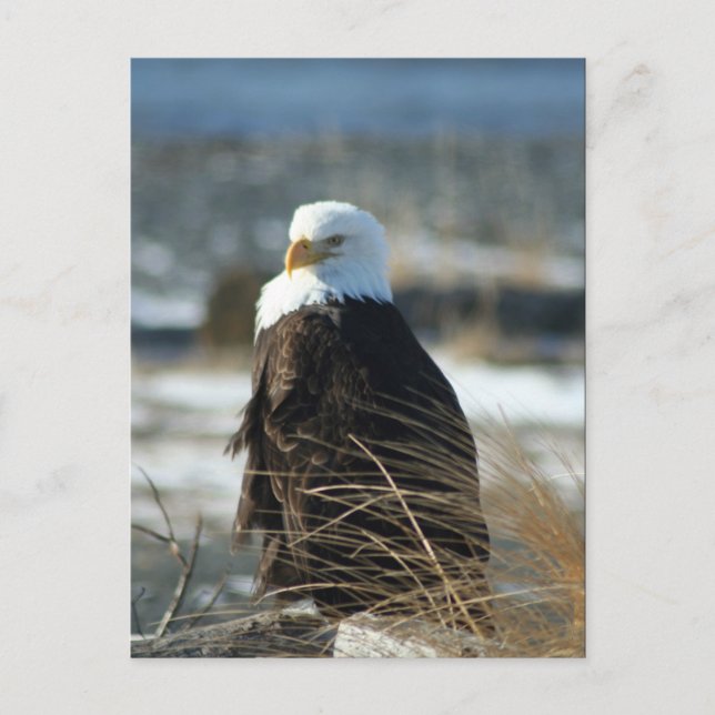 Carte Postale Eagle chauve (Devant)