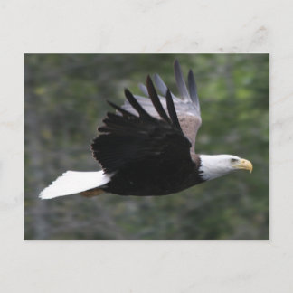Carte Postale Eagle chauve volant
