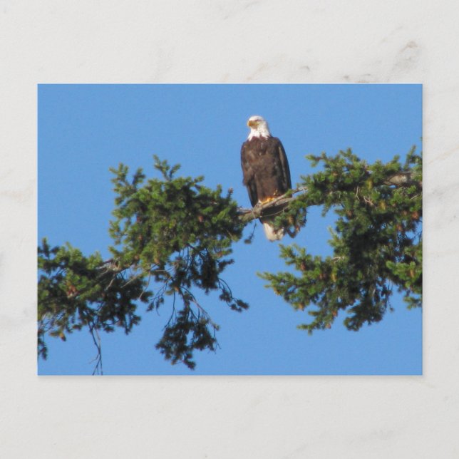 Carte Postale Eagle dans l'arbre (Devant)
