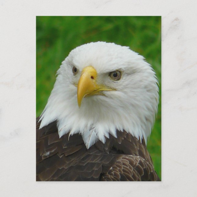 Carte Postale Eagle - North American Bald Eagle (Devant)