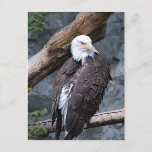 Carte postale Eagle Perch