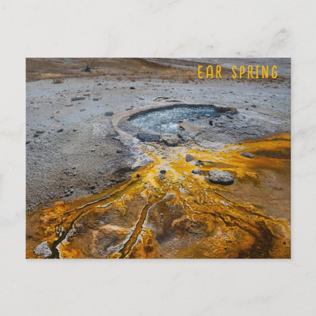 Carte Postale Ear Spring Parc national Yellowstone (Devant)