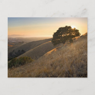 Carte Postale East Bay Hills en été
