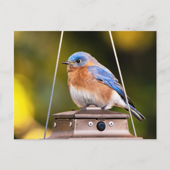 Carte postale Eastern Bluebird (Devant)