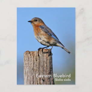 Carte postale Eastern Bluebird