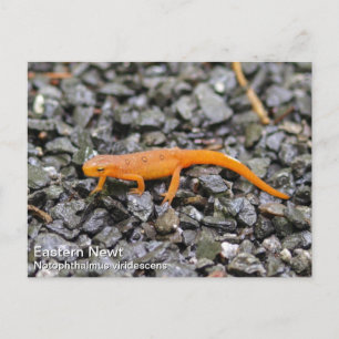 Carte Postale Eastern Newt