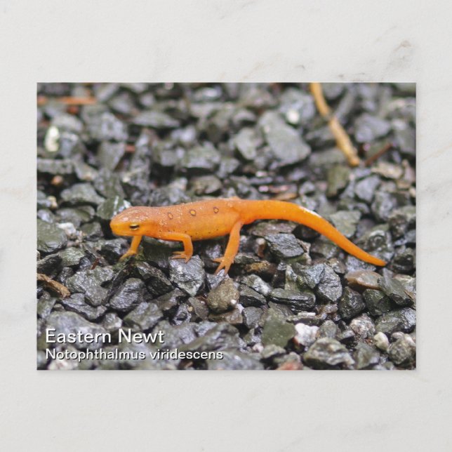 Carte Postale Eastern Newt (Devant)