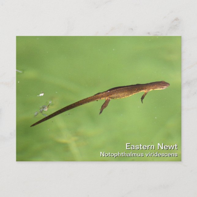 Carte Postale Eastern Newt (Devant)