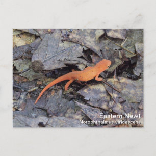 Carte Postale Eastern Newt